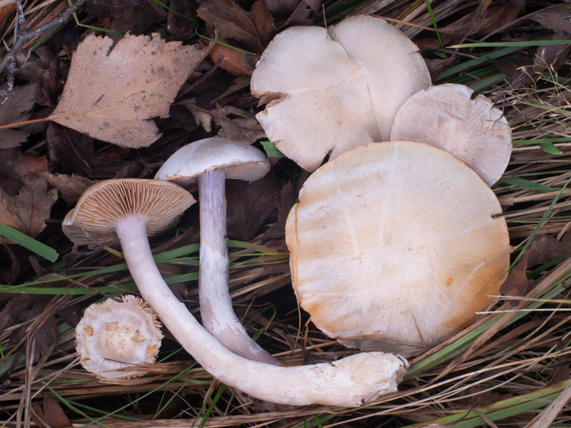 Cortinarius acutispissipes